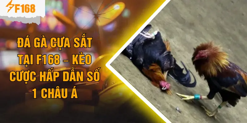 Đá Gà Cựa Sắt Tại F168 – Kèo Cược Hấp Dẫn Số 1 Châu Á