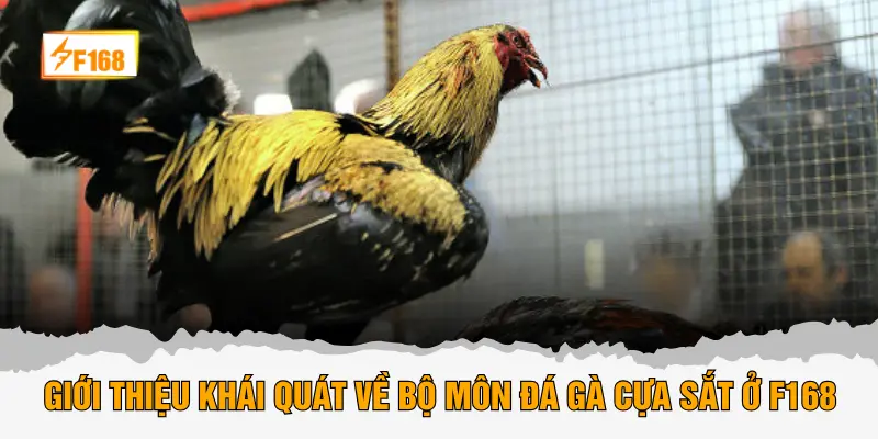 Giới thiệu khái quát về bộ môn đá gà cựa sắt ở F168